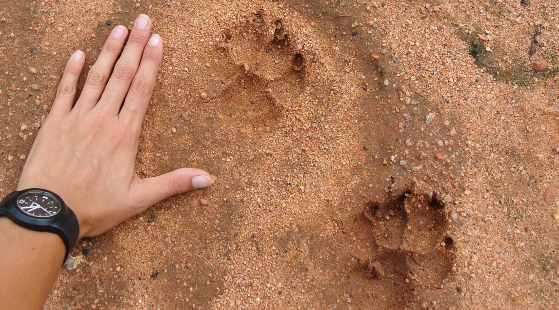 Wildlife conservation group volunteer in Botswana places hand next to animal tracks Projects Abroad conservation group volunteer in Botswana places hand next to animal tracks